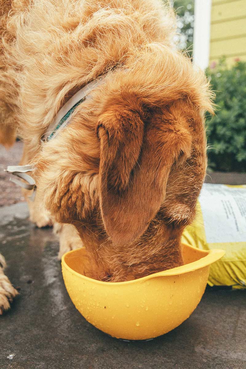 hiking dog bowls